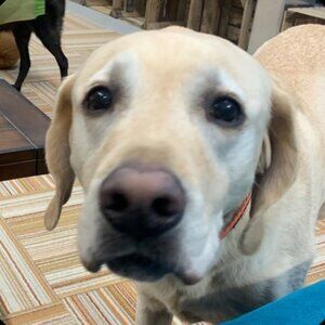 Meet your Posher, Linda